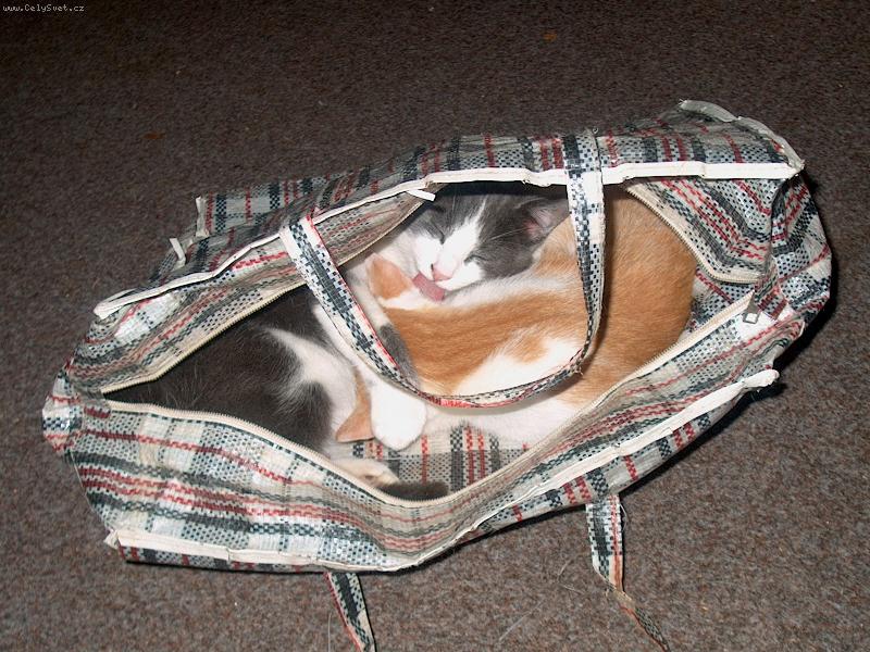 Foto: KOCICKY-Šedou a Prostředníček v tašce :-)
