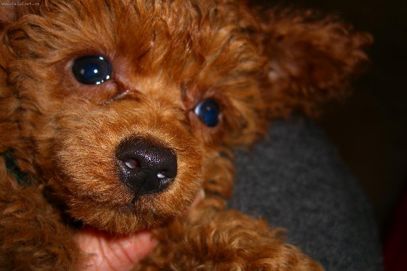 Foto: Pudl toy červený, 3měs. pejsek-co vyvedu teď?