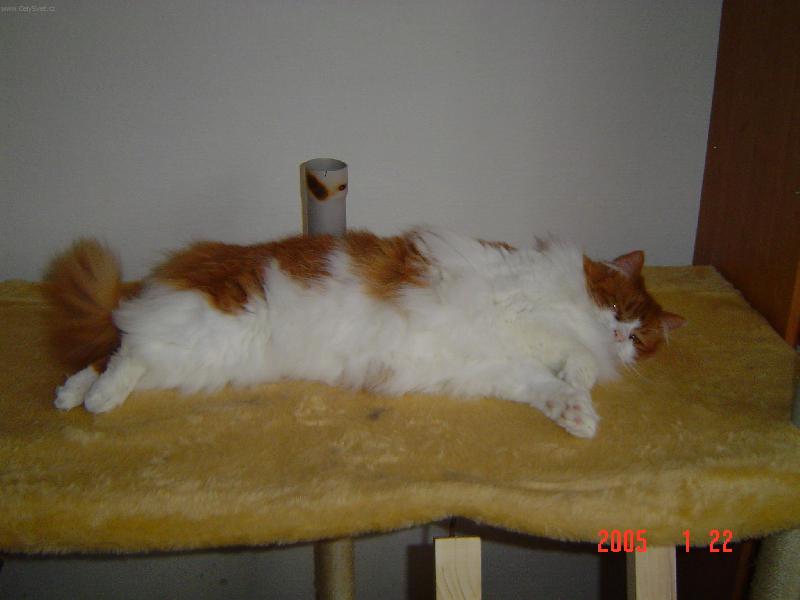 Foto: Maxíček-:) to je můj krásnej Maxik..