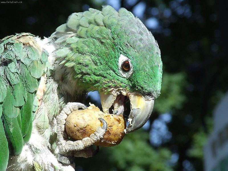 Foto: Papoušek-Nejde o fotografii z žádné exotické země ani ze zoo, tento papoušek baští brambory ve Smržovce v Jizerských horách