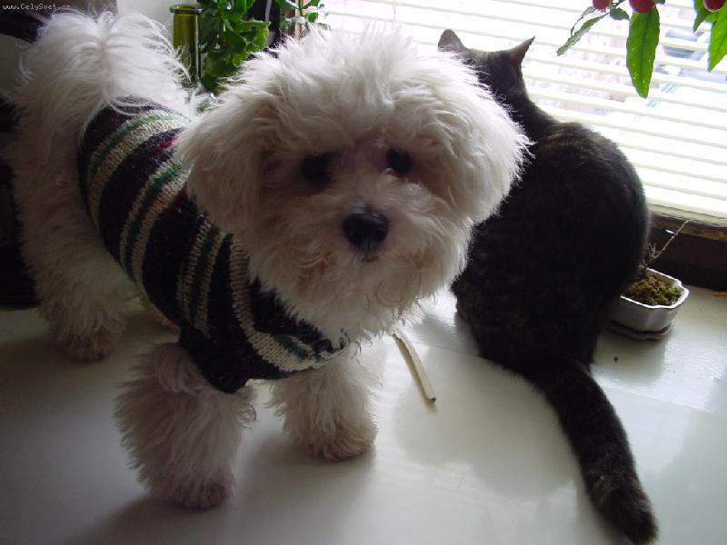 Foto: Julča modelka-Já mám novej svetr, heč!a ty jen svůj starej kožich...