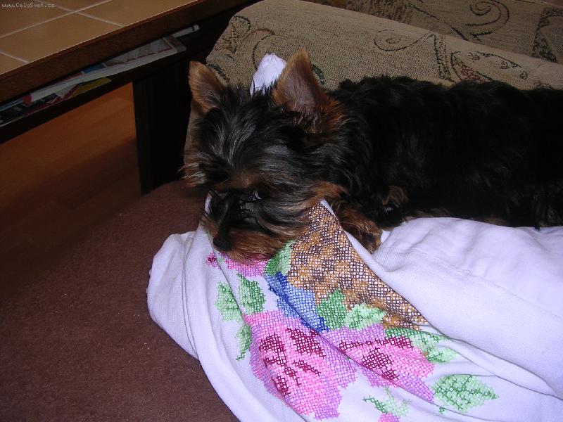 Foto: Spikí-To je muj mazlíček