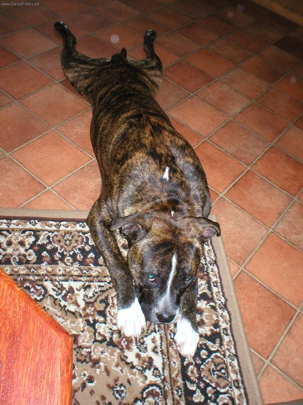 Foto: Brut-odpočívám,nerušit