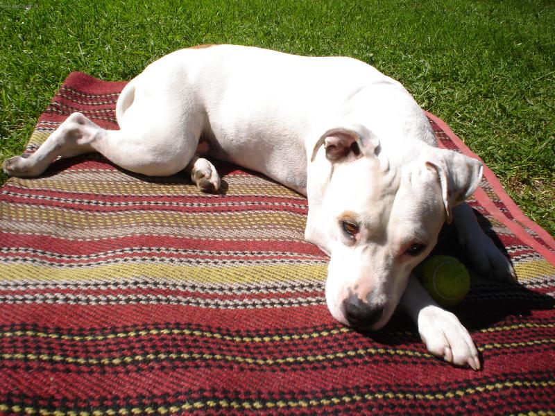 Foto: pane, pojďte si hrát...-Peggyška v Tatrách - léto 2005