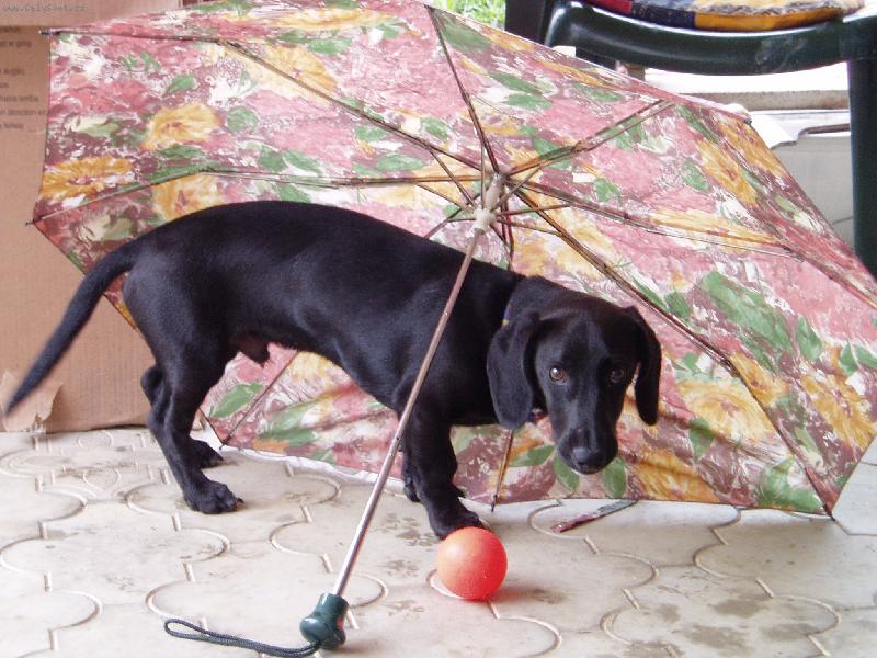 Foto: nechci zmoknout!-Jak se náš Broček schovával pod deštníkem