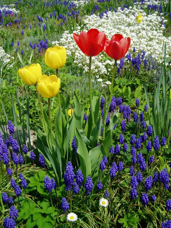 Foto: naše zahrádka-naše zahrádka