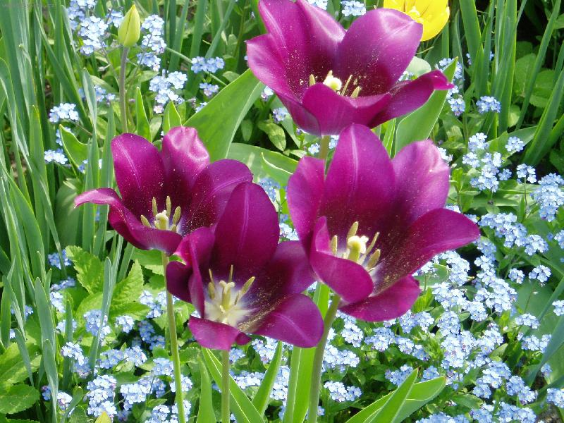 Foto: jarní zahrádka