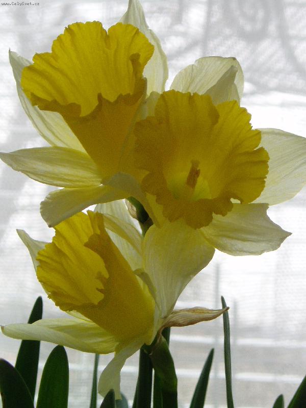 Foto: dekorace o velikonocích