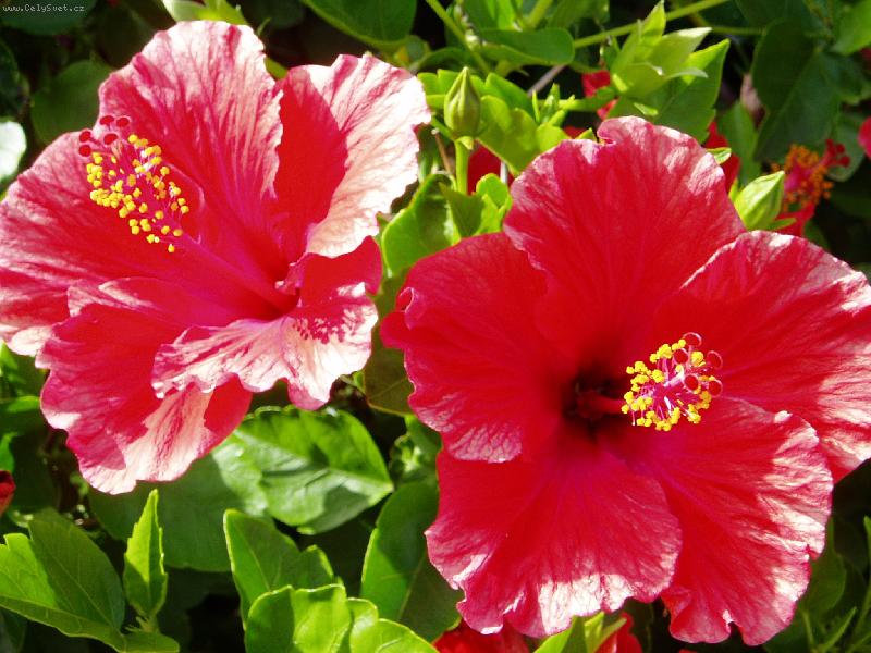 Foto: řecký ibišek-Ibišek