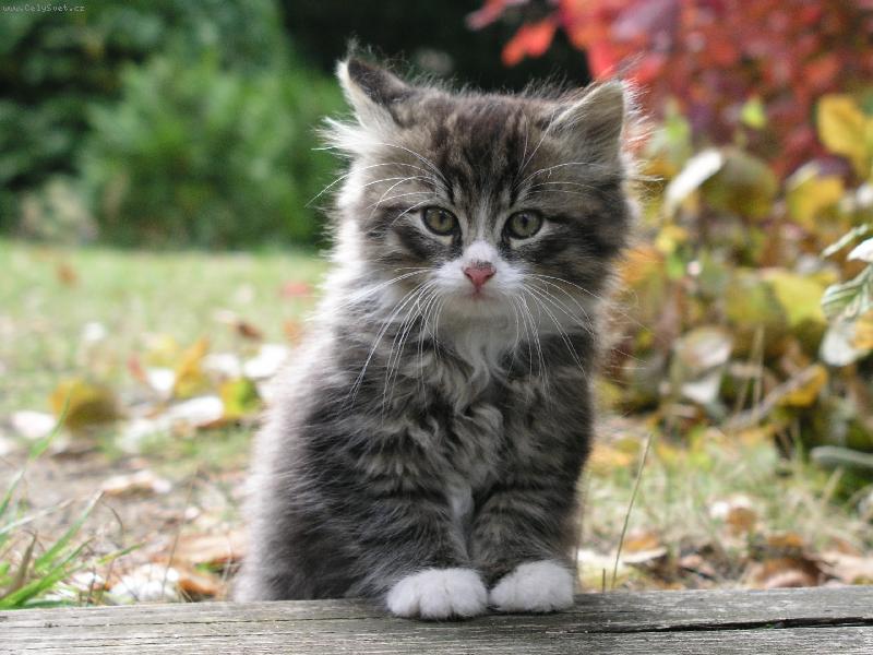 Foto: Chlupatá Mína