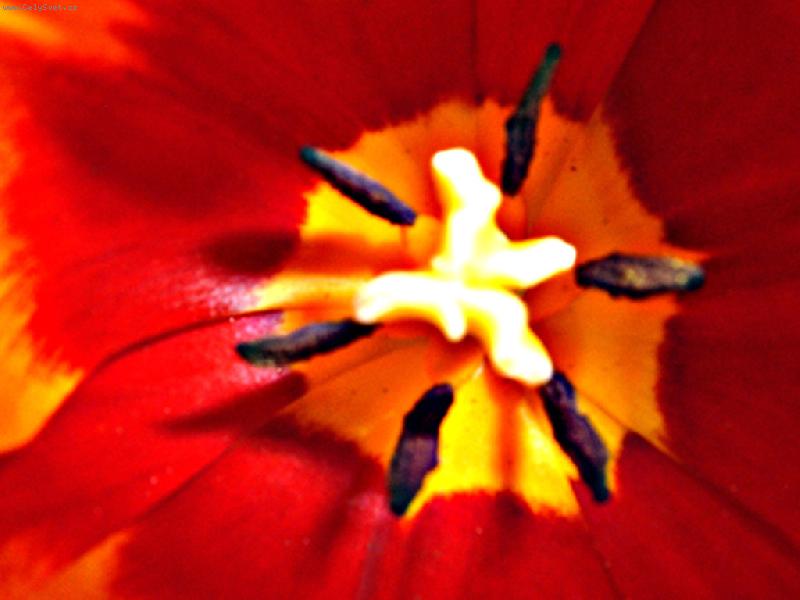 Foto: Tulipán uvnitř