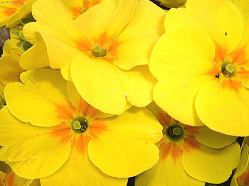 Foto: luté primulky