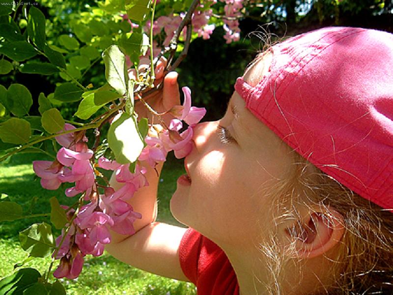 Foto: Kvetoucí strom