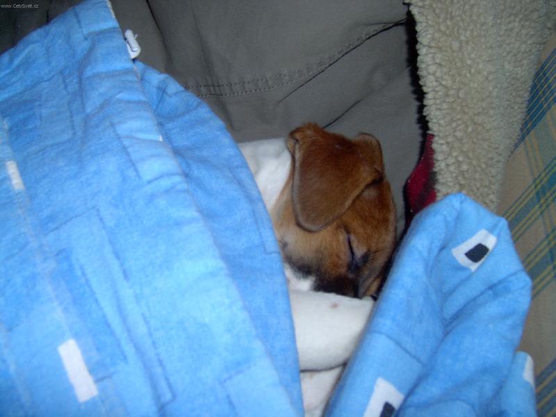 Foto: Trhač-Jo to se hned pozná lovecké plemeno