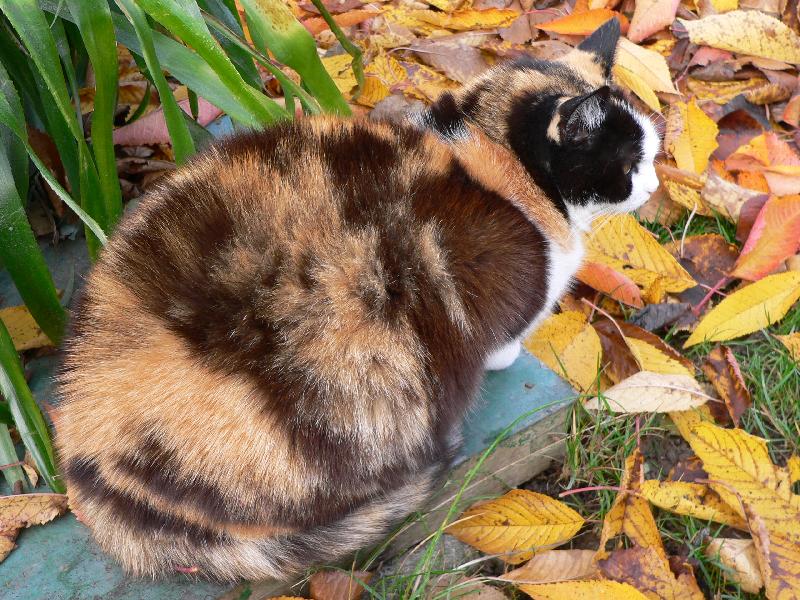 Foto: Mášenka-Kožíšek v barvách podzimu
