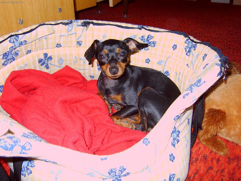 Foto: Kačka modelka