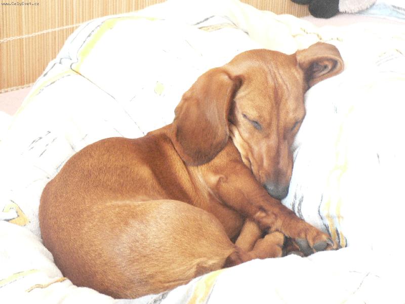 Foto: lotynka-Lotynka stráááášně unavená jezevčice.