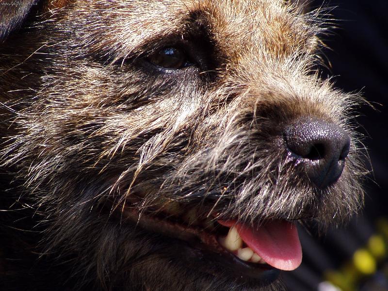 Foto: Detail border teriér-Brenda