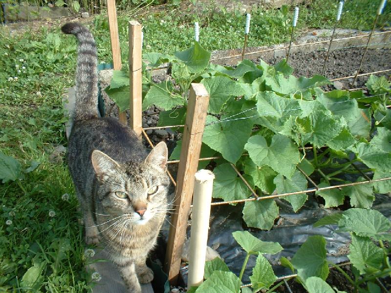 Foto: Naše kočka a rodinné okurky-Micinka se nám pustila do okurek