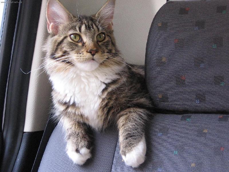 Foto: Maruška jede na dovolenou k babičce.-Jen kdyby to tak v autě nedrncalo. Nemůžu spát:((!