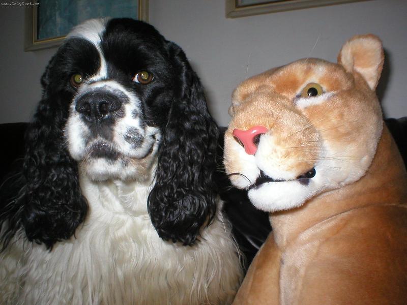 Foto: tož kdo je tady šelma