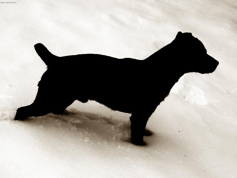 Foto: Alf z Otěšického lesa-Malinký ďábel