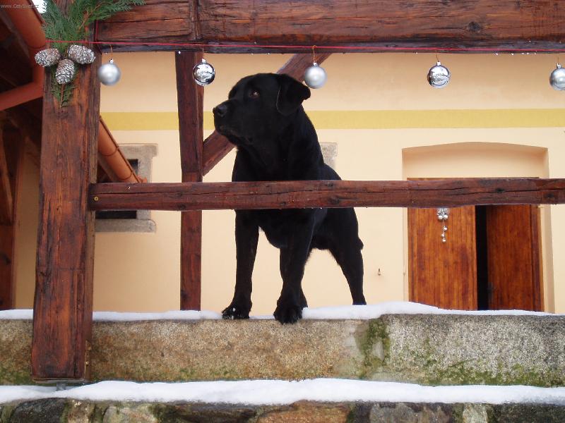 Foto: Argo od Koterovského mlýna-Vládce