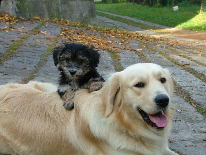 Foto: to jsme kamarádi co...-Muj pejsek Aron s kamarádkou Reggie