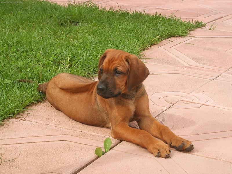 Foto: Sally-Štěně