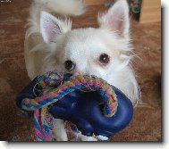 Endy Chomutovský Amorek