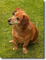 smějící se Škubánek