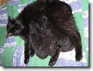 Jeden velký černý flek