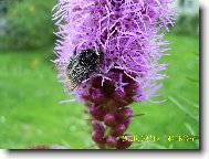 šuškarda a čmelák