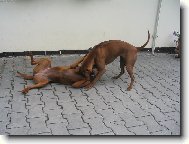 ...a mám mamku na lopatkách...