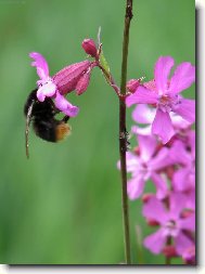 Kohoutek se čmelákem