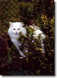 Dobře utajená kočka