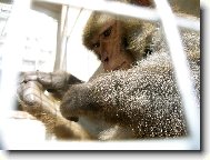 Krásná Kokínkova nožička