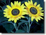 Dvojité sluníčko..