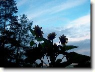 Večerní slunečnice