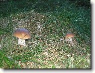 Krása našich lesů