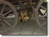 Odpočinek po odědě..