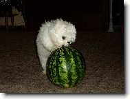 Dvoukilová Nickolka vs. šestikilový meloun:)