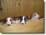 Bullterriéří kluci