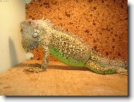 Leguán zelený - EDA