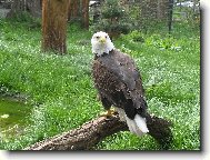 jsem přísnej, bacha na mě