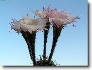 Gigantické květy kaktusu