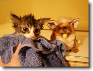 Číma a Jefík po koupání