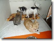 Mezidruhová komunikace