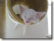 Spinkající andílek