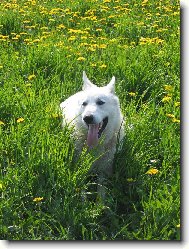 leháro v pampeliškách